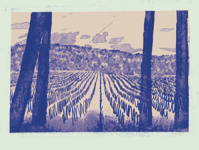 Bencze Birtok - Pinot Gris 2022