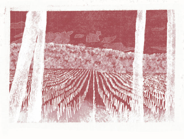 Bencze Birtok - Várvölgy Pinot Gris impromptu no1 2022